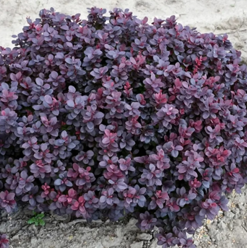 Основное изображение товара