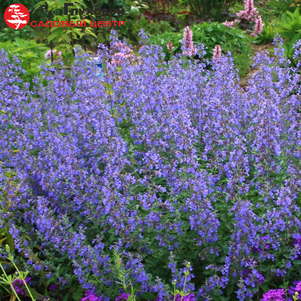 Котовник фассена Уолкерс Лоу
