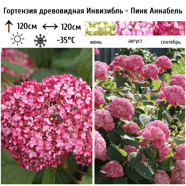 Гортензия древовидная Пинк Аннабель
