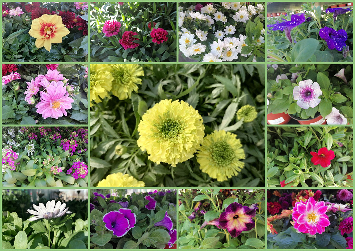 В продажу поступили однолетние цветы В продажу поступили однолетние цветы