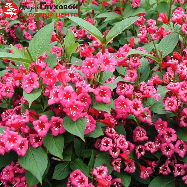Вейгела гибридная " Бристоль Руби" Weigela hybrida "Bristol Ruby"