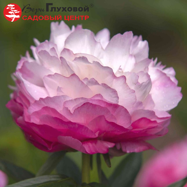 Основное изображение товара