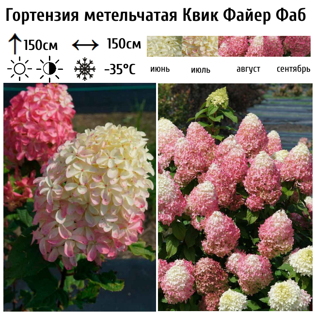 Гортензия метельчатая Квик Файер Фаб