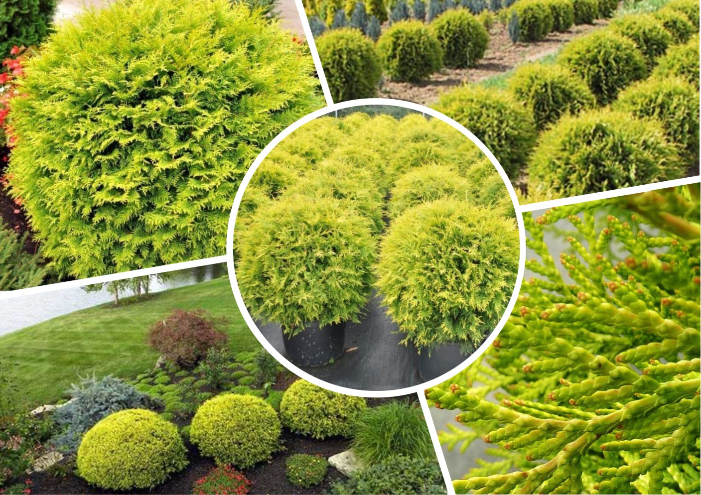 Туя западная Голден Глоб - низкорослая шаровидная форма. Туя западная Голден Глоб - низкорослая шаровидная форма.