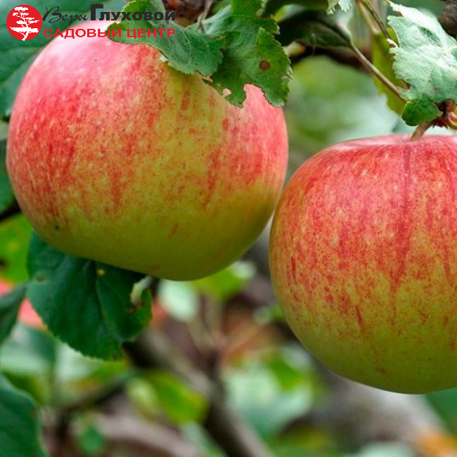 Основное изображение товара