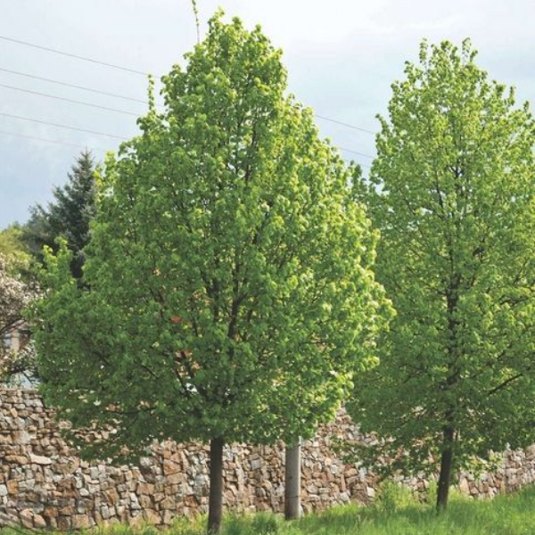 Основное изображение товара