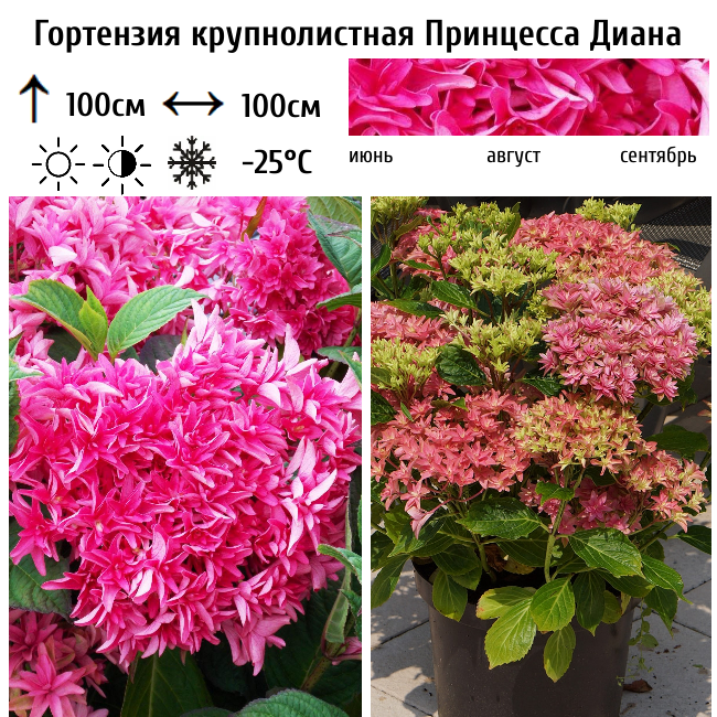 Гортензия крупнолистная Принцесса Диана