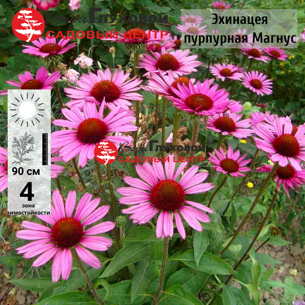 Основное изображение товара