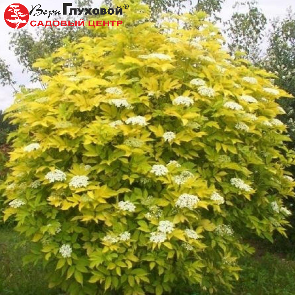 Пузыреплодник калинолистный «Лютеус» - Physocarpus opulifolius «Luteus»