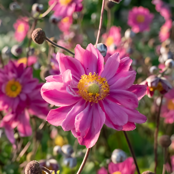 Основное изображение товара