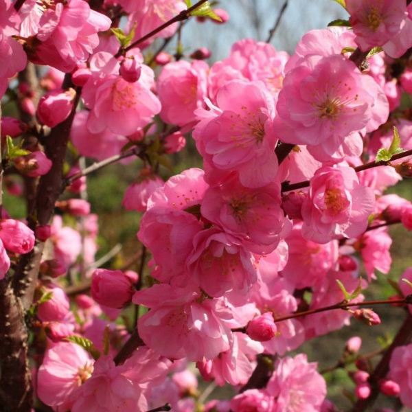 Миндаль трехлопастный - Prunus triloba С20