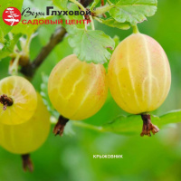 Доступные сорта крыжовника