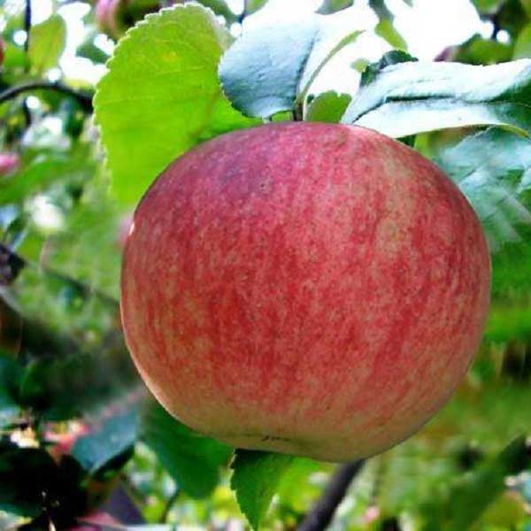 Основное изображение товара