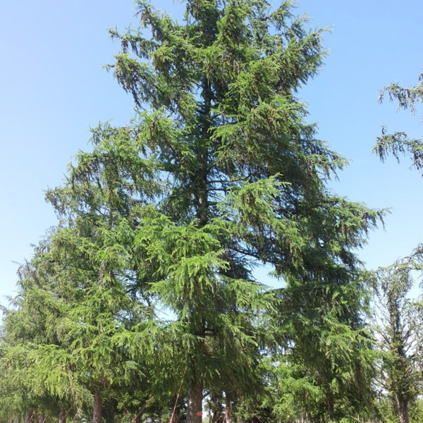 Основное изображение товара