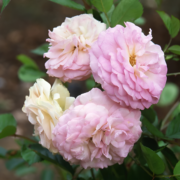 Основное изображение товара