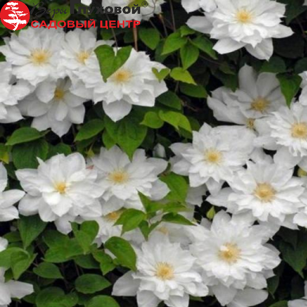 Основное изображение товара