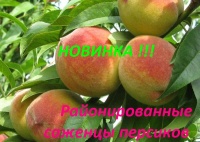 Саженцы персиков в нашем садовом центре