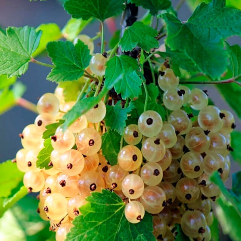 Основное изображение товара