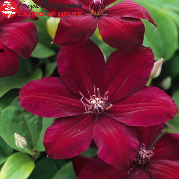 Основное изображение товара