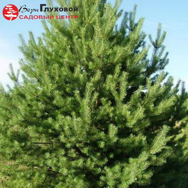 Основное изображение товара