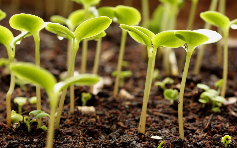 Что сажать в августе Что сажать в августе
