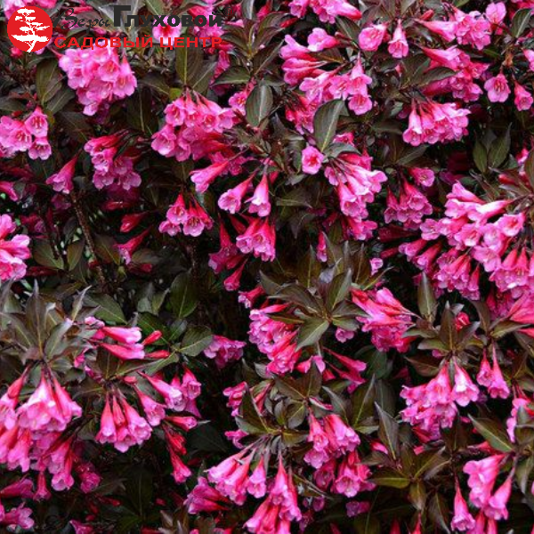 Основное изображение товара