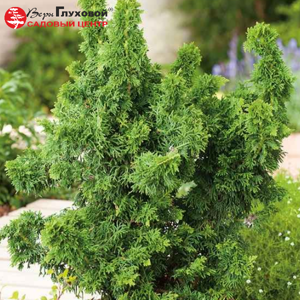 Основное изображение товара