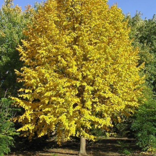 Липа мелколистная "Винтер Оранж" - Tilia cordata 'Winter Orange'