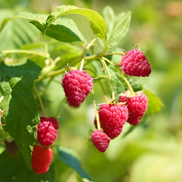 Основное изображение товара