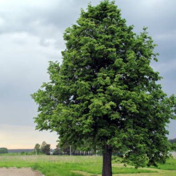 Липа крупнолистная (липа широколистная) Tilia platyphyllos
