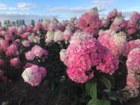 Новые фото Гортензии Самарская Лидия