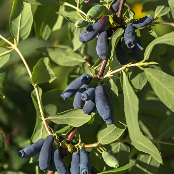 Основное изображение товара