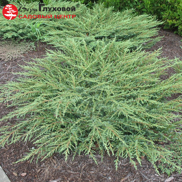 Основное изображение товара