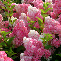 Лучшие сорта гортензий метельчатых