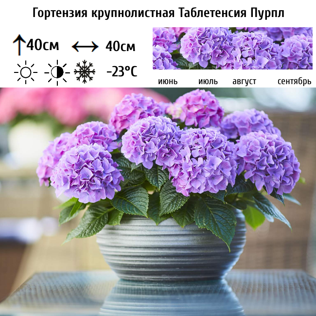 Гортензия крупнолистная Таблетенсия Пурпл