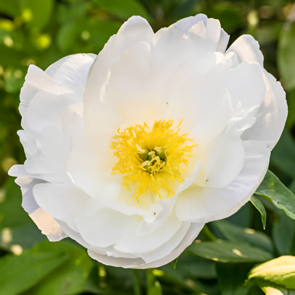 Основное изображение товара