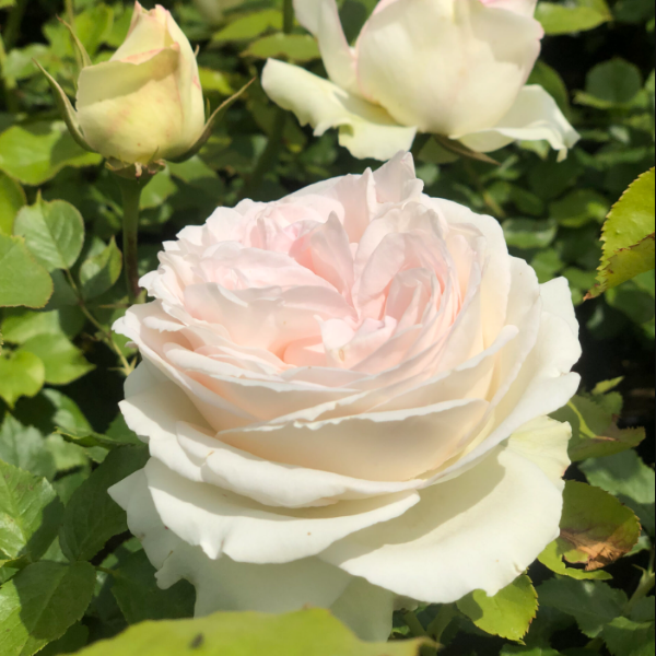 Основное изображение товара