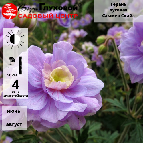 Герань кроваво-красная "Макс Фрай" - Geranium sanguineum 'Max Frei'