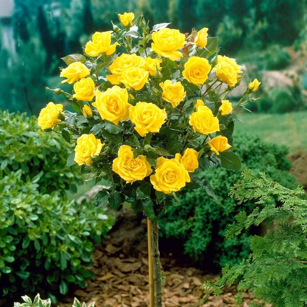 Основное изображение товара