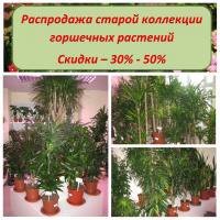 Распродажа горшечных растений 2019