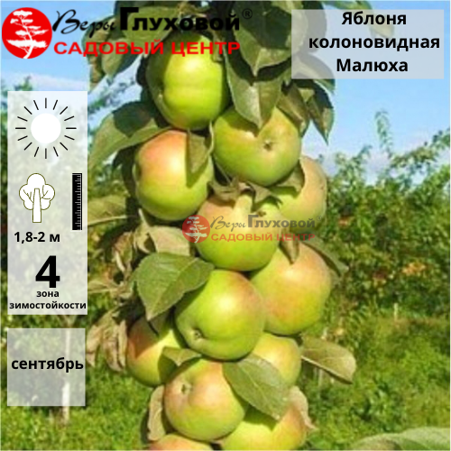 Яблоня колоновидная Малюха