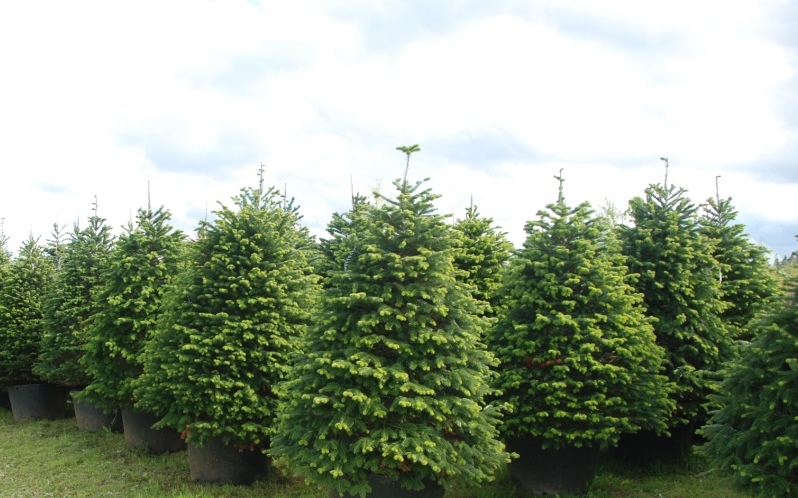 Новое поступление хвойных растений в Садовом центре Веры Глуховой. Новое поступление хвойных растений в Садовом центре Веры Глуховой.