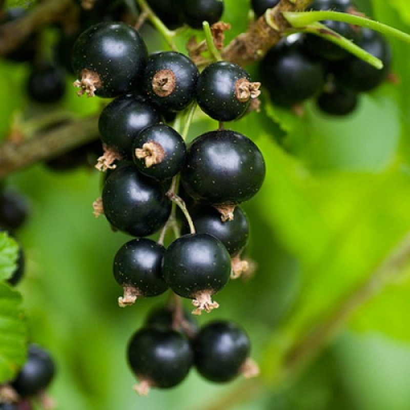 Основное изображение товара