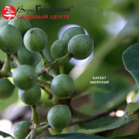 Амурский бархат: краткое описание