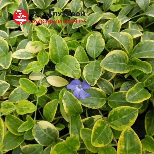 Основное изображение товара