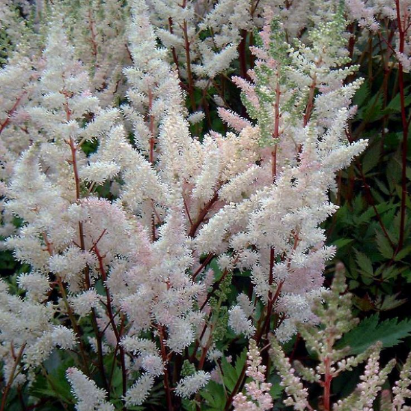 Астильба Арендса Бумальда