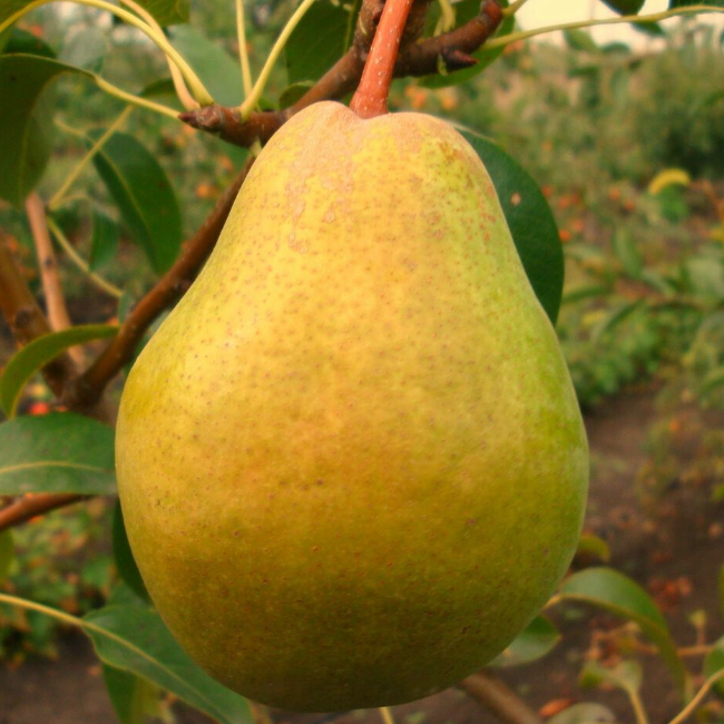 Груша Просто Мария (осенний сорт)