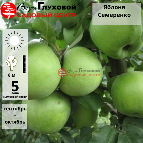 Яблоня Семеренко