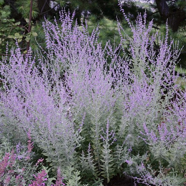 Основное изображение товара