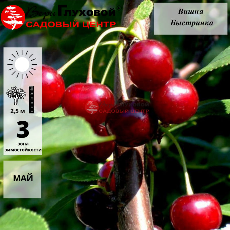 Вишня Быстрянка (средний сорт)